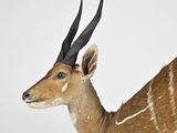 a antelope that is standing in the snow