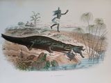 a drawing of an alligator that is laying on the ground