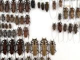 a lot of bugs that are hanging on the wall
