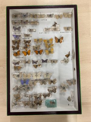 a display case with a lot of butterflies in it