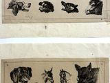 deux images d'animaux qui se trouvent sur la même page