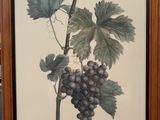 a painting of a bunch of grapes hanging on a wall