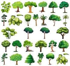 a set of different trees and bushes on a white background