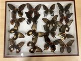 a lot of butterflies that are on display in a glass case