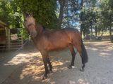 un cheval brun qui se tient debout dans la terre