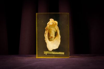 a glass box with a picture of a dog inside of it