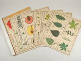 quatre sachets de graines de différentes espèces de plantes posés sur une surface blanche