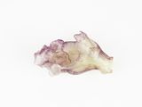 purple and white sea shell on a white background