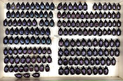 a lot of beetles that are on display in a box