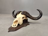 skull of a bull with horns on a piece of wood