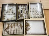 four different types of insects in a box on a table