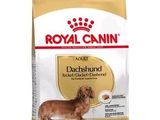 Royal Canin : croquettes pour teckels adultes