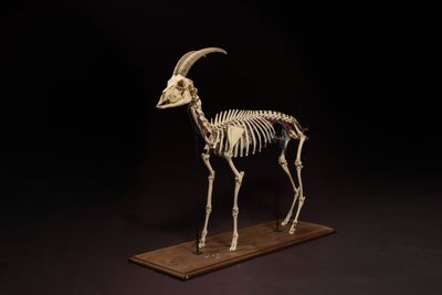 the skeleton of a goat is displayed on a wooden stand
