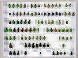 de nombreux coléoptères exposés dans une vitrine
