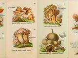 Cette page présente de nombreuses variétés de champignons