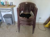 a cat that is laying on a chair in the room