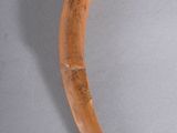 an image of a long horn shaped object on a gray surface