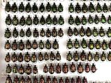 a lot of beetles that are on display on the wall