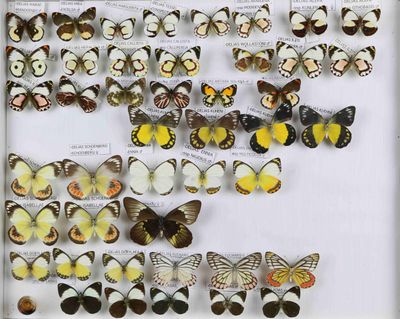 de nombreux types de papillons différents présentés dans une vitrine