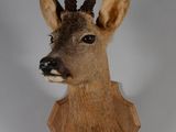 a deer head mounted on the wall of a room