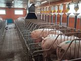 les nombreux cochons qui se trouvent dans les stalles de la grange