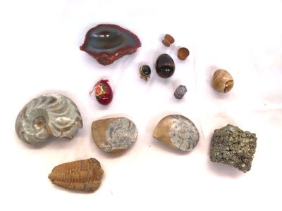 de nombreux types de roches et de coquillages sur une surface blanche