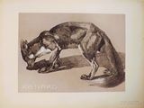 drawing of a dog eating a piece of meat from a bowl