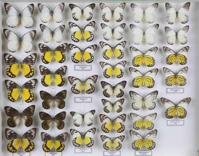 de nombreux types de papillons dans une vitrine