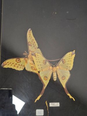 a picture of a moth on display in a glass case