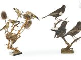 beaucoup d'oiseaux perchés sur les branches