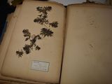 an open book with a plant on it sitting on a table