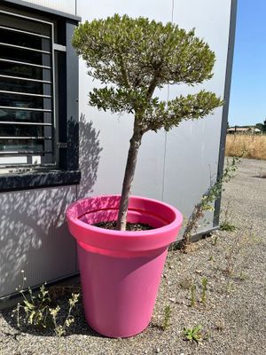 un petit arbre dans un pot rose, à côté d'un immeuble