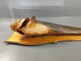 a large animal horn that is on a piece of wood
