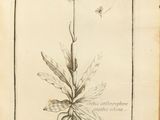 an old book with a drawing of a plant and a bee on it