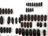 a lot of bugs that are on the wall together