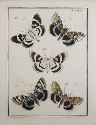 une ancienne gravure représentant un groupe de papillons de nuit, exposée dans un musée