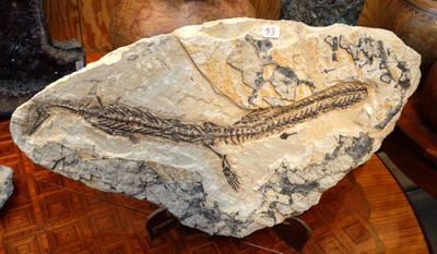 un poisson fossile posé sur un rocher posé sur une table