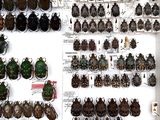 a lot of beetles on the wall in the room