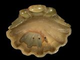 an image of a shell with a horse inside of it