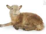 une chèvre en peluche allongée par terre