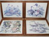 trois photos d'oiseaux encadrées sur fond blanc