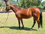 un cheval brun qui se tient debout dans l'herbe