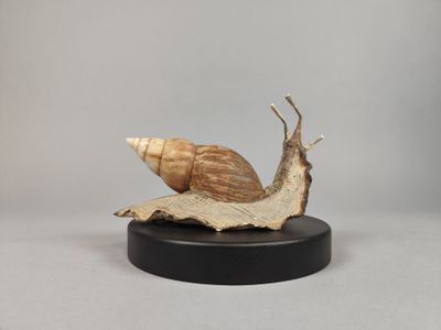 un escargot posé sur un morceau de bois