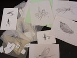 de nombreuses cartes représentant des insectes, posées sur une table