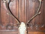 une tête de cerf avec ses bois, fixée sur une porte en bois