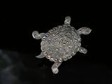 a small turtle that is floating in the water