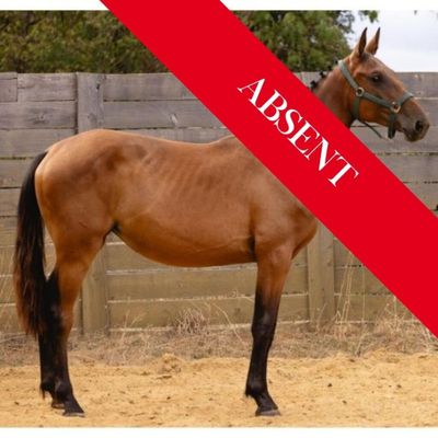 un cheval qui se trouve dans un enclos clôturé