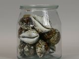 a glass jar with shells in it on a table