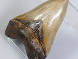 a fossil shark tooth in a clear display case