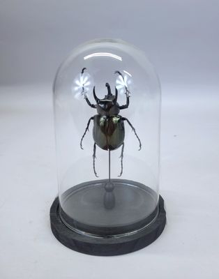 un dôme en verre avec un scarabée à l'intérieur